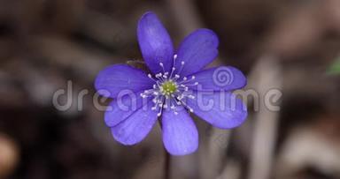 常见肝或肝葵，蓝花野花。 紫薇紫肝，迷离中的第一春花